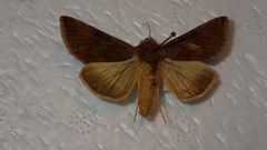 Autographa bractea