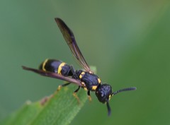 Symmorphus canadensis