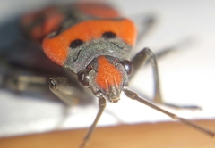 Lygaeus equestris
