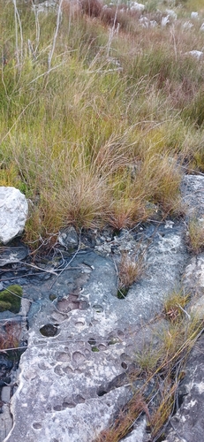 De Villier’s Moss Frog, Arthroleptella villiersi