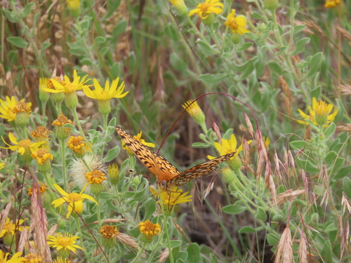 Edwards's Fritillary photo 5