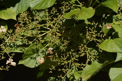 Hydrangea anomala