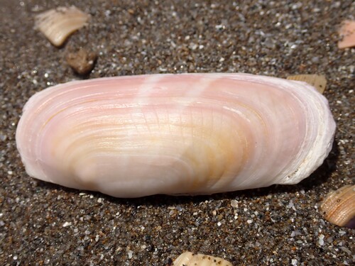 rosy razor clam