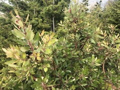 Arbutus tessellata