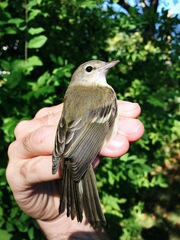 Bell's Vireo photo 4