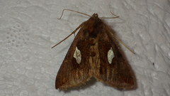 Autographa bractea