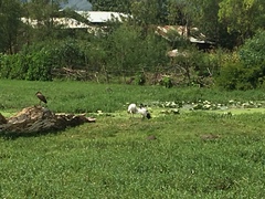 Threskiornis aethiopicus