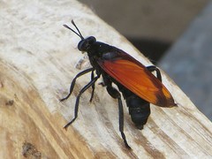 Mydas xanthopterus