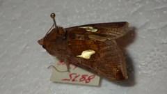 Autographa bractea