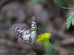 Ideopsis juventa