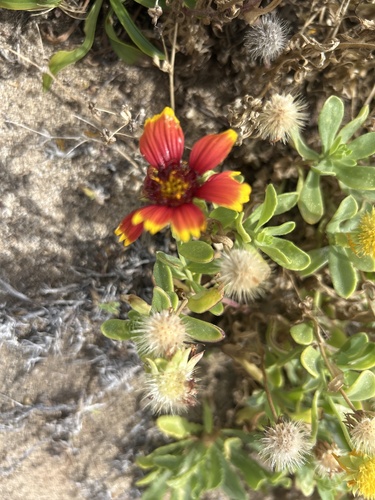 Gaillardia pulchella observed 2025-06-25