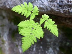 Gymnocarpium dryopteris
