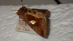 Autographa bractea