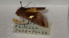 Autographa bractea
