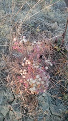 Seseli dichotomum