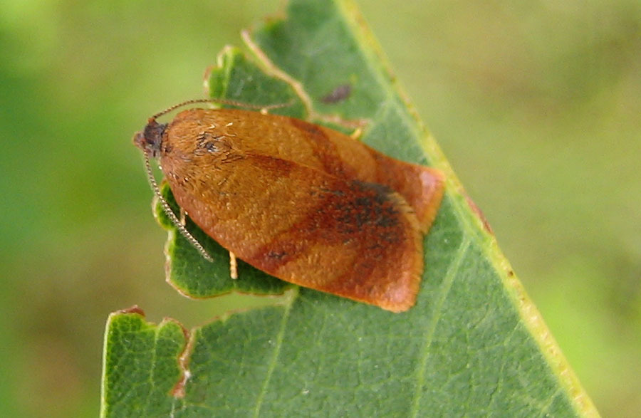 Cacoecimorpha