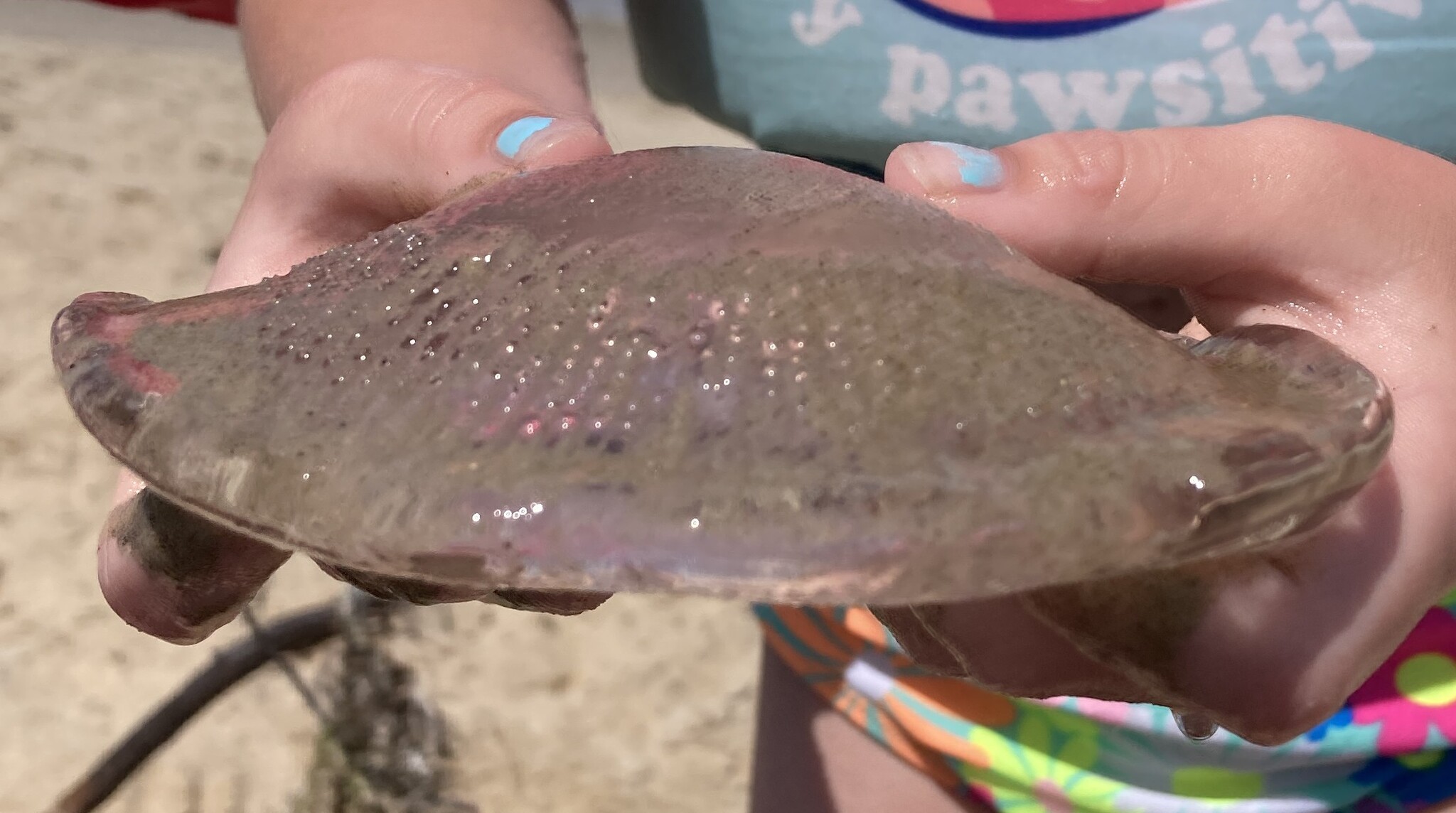 Rhacostoma atlanticum L.Agassiz, 1851