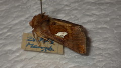 Autographa bractea