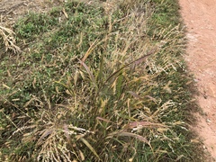 Panicum miliaceum ruderale