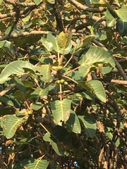 Ficus