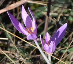 Colchicum autumnale