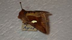 Autographa bractea