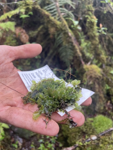 Megaceros flagellaris observed 2025-06-17