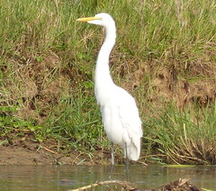 Ardea intermedia