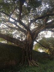 Ficus