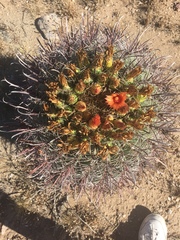 Ferocactus wislizeni