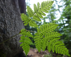 Gymnocarpium dryopteris
