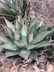 Agave shawii shawii