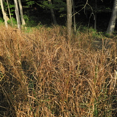 Carex trichocarpa