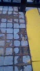 Anaxyrus compactilis