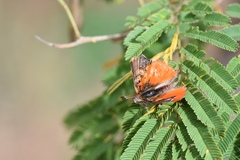 Axiocerses harpax