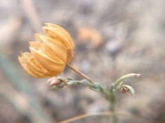 Linum squamulosum