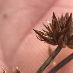 Juncus nodosus