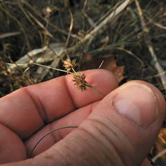 Juncus nodosus