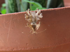 Pephricus