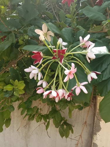 Rangoon Creeper