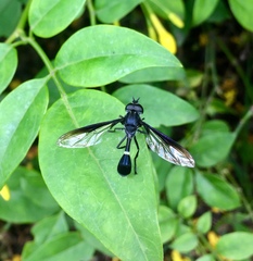 Mimocalla gigantea