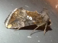 Argyrogramma verruca