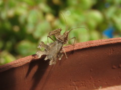 Pephricus