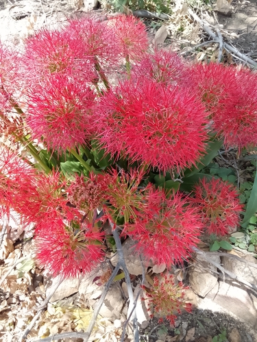 Bloodlily