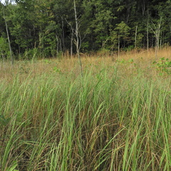Sporobolus michauxianus