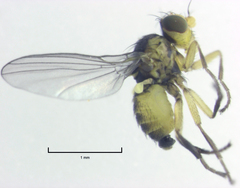 Liriomyza chenopodii