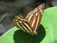 Neptis nitetis