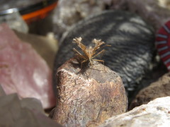 Pephricus