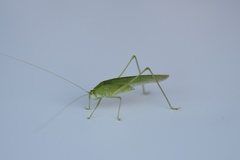 Phaneroptera sparsa