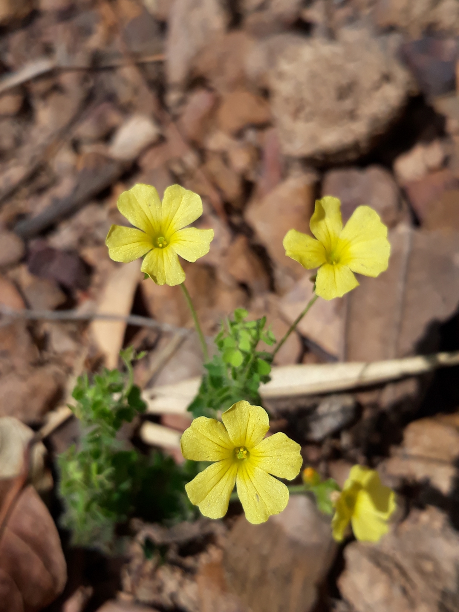 Oxalis densifolia